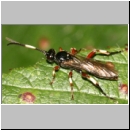 Cratichneumon flavifrons - Schlupfwespe w115a 10mm fdet02.jpg